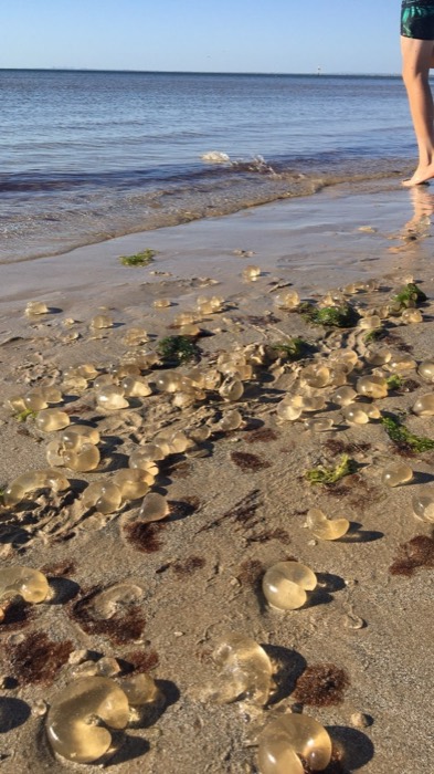 Hundreds of jellyfish washed up along beach shoreline