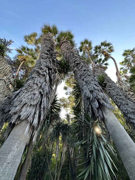 Tall shaggy palms shot upward against dusk sky