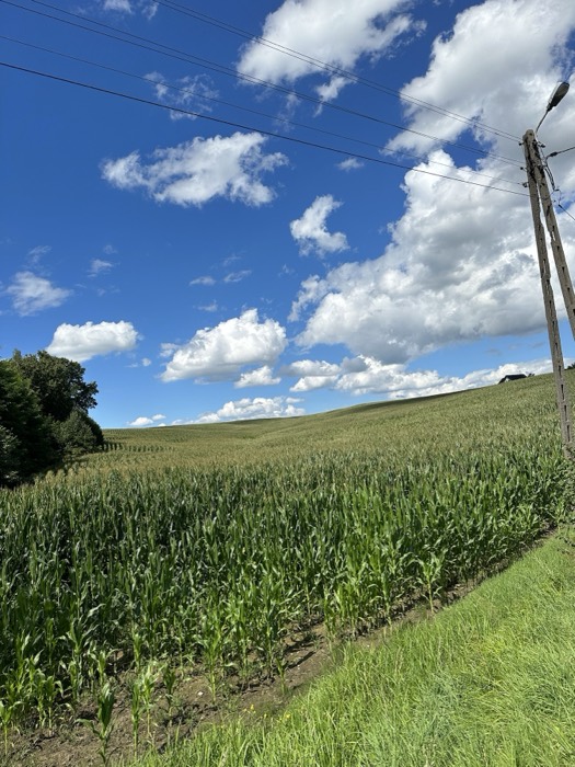 Green cornfield under big cloudy sky, wooden power pole, rural Poland.