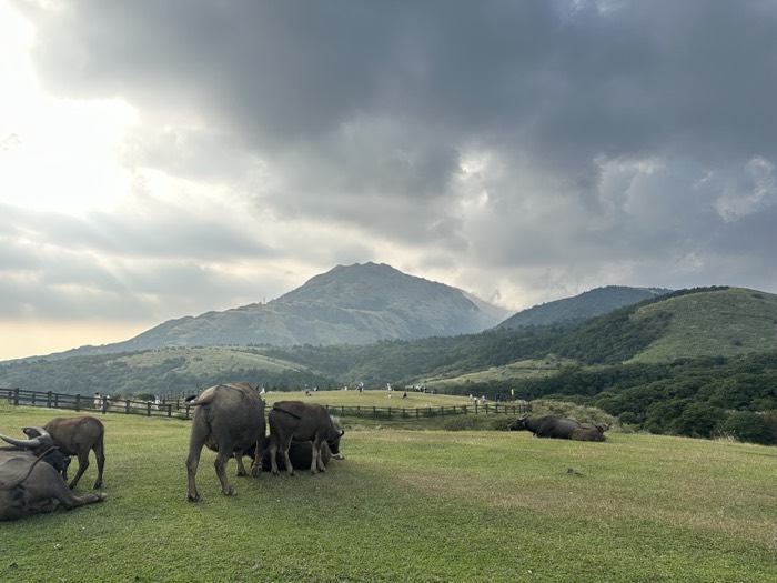 Wild water buffalo herd grazing on grassland with mountains, sunbeams