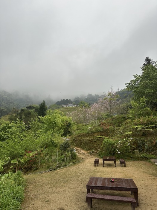 Misty mountain valley with cherry blossoms and picnic tables