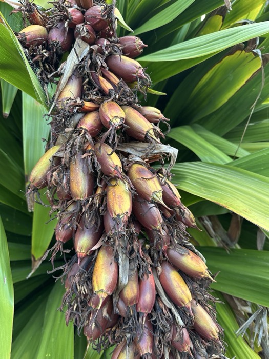 Close-up of clustered seed pods on tropical plant stalk, green leaves