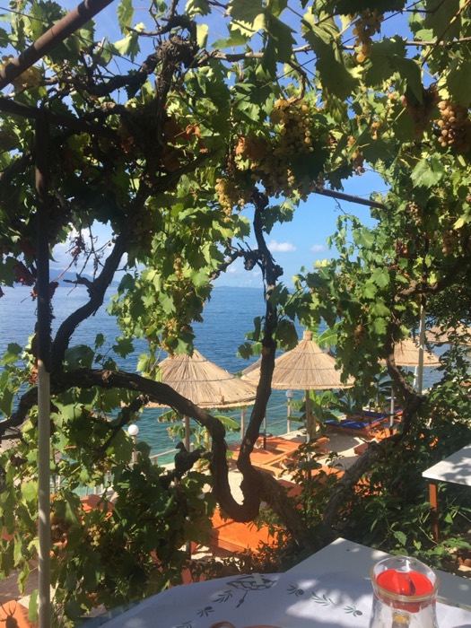 Sea view framed by grapevines from seaside terrace cafe