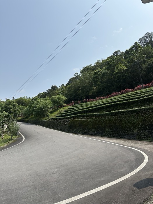 Terraced tea hillside with flowering shrubs above curving sunny road