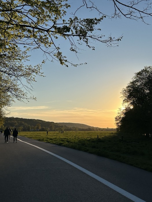 Golden-hour walk on park path, meadow and sunset behind trees