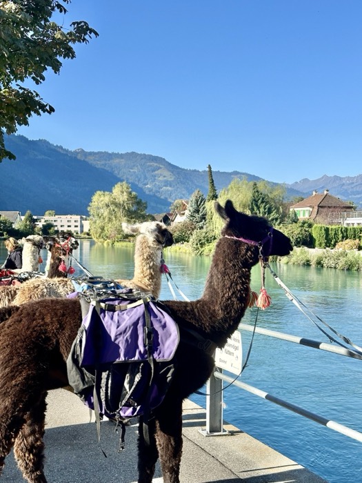 Trekking llamas and alpacas beside turquoise alpine river and mountains