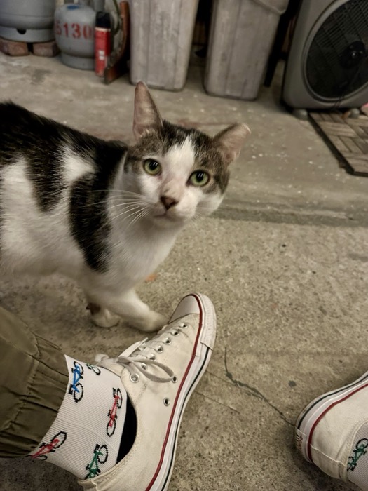 Joshua: curious street cat beside his sneaker and bicycle-print socks