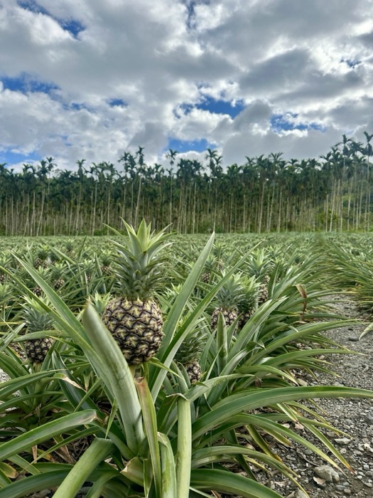 Edited version of pineapple close-up in field
