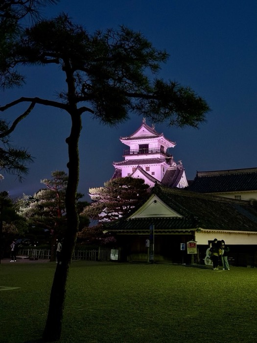 Pink-illuminated Kochi Castle framed by pine tree at night
