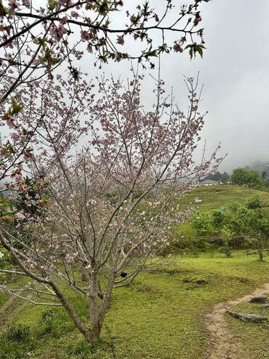 Cherry blossom tree on misty green hillside, unedited version