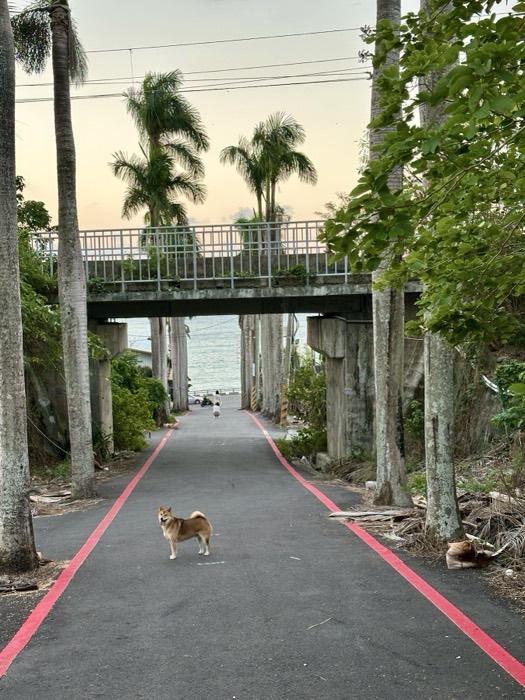 Shiba dog on red-lined lane under bridge, palms, sea beyond