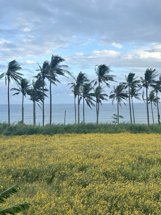 Edited duplicate of palms over yellow wildflower field by ocean