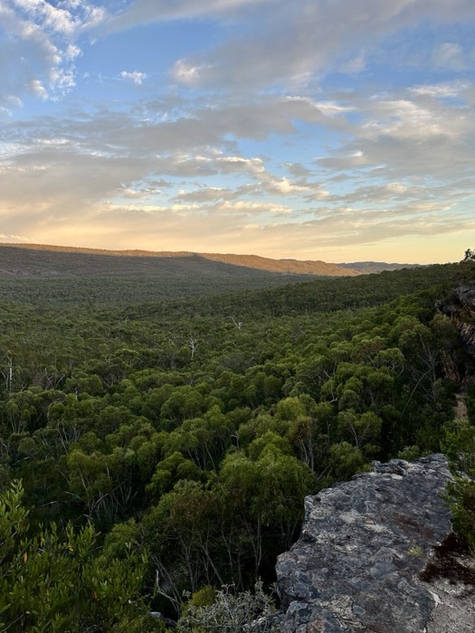 Sweeping forested valley vista at dawn from rocky outcrop, Grampians