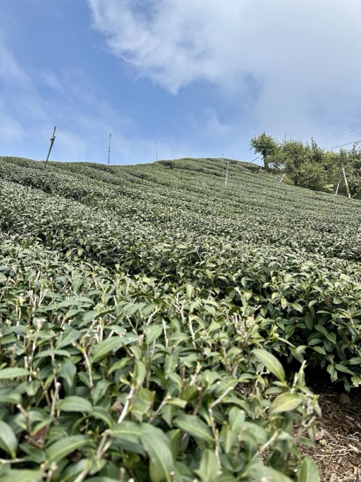 Tea bushes on hillside, edited version of prior