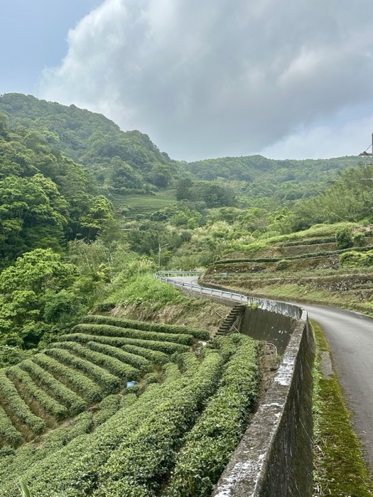 Enhanced version of terraced tea valley view