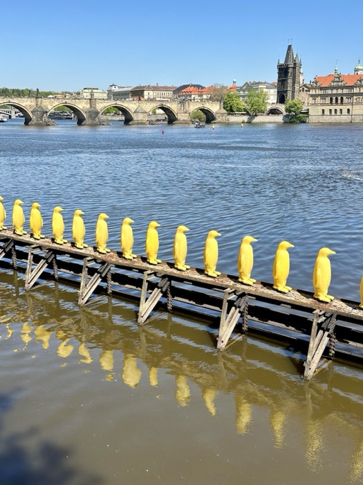 Yellow penguins on Vltava, enhanced near-identical duplicate